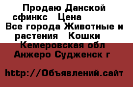  Продаю Данской сфинкс › Цена ­ 2 000 - Все города Животные и растения » Кошки   . Кемеровская обл.,Анжеро-Судженск г.